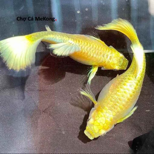 Cá bảy màu Full Gold