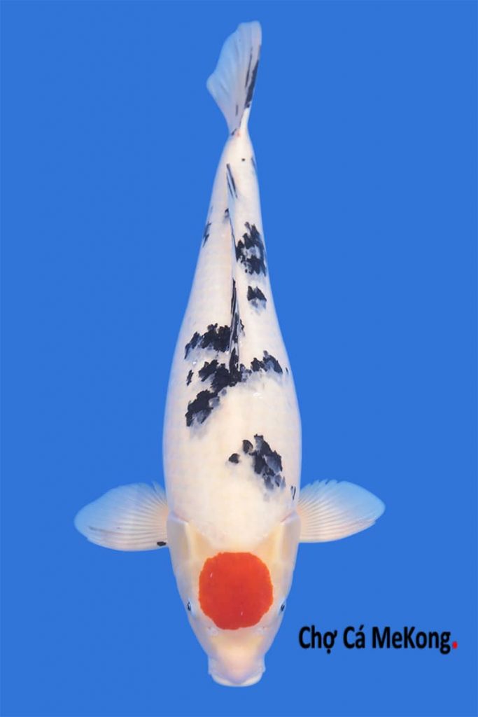 Cá chép Koi Sanke Tancho