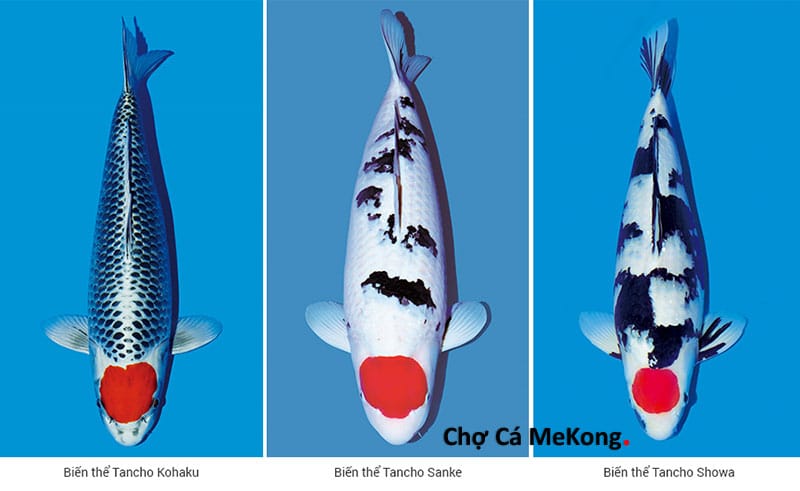Cá Chép Koi Tancho Nhập Khẩu Nhật| Trại Cá Koi Nhập Khẩu