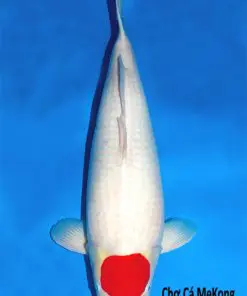 Cá Koi Tancho