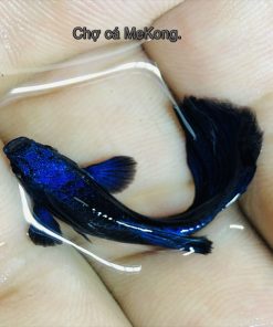 Blue Tanzanite Guppy - Cá Bảy Màu Thái - Giao Hàng Toàn Quốc
