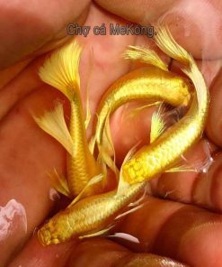 Cá 7 màu Full Gold RIbbon