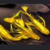Cá bảy màu Full Gold Ribbon
