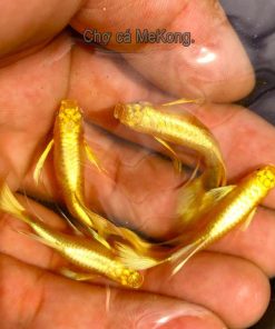 Cá Bảy Màu Full Gold Ribbon - Chợ Cá MeKong