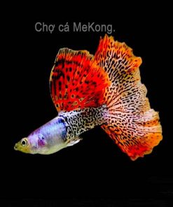 Metal Red Lace Guppy