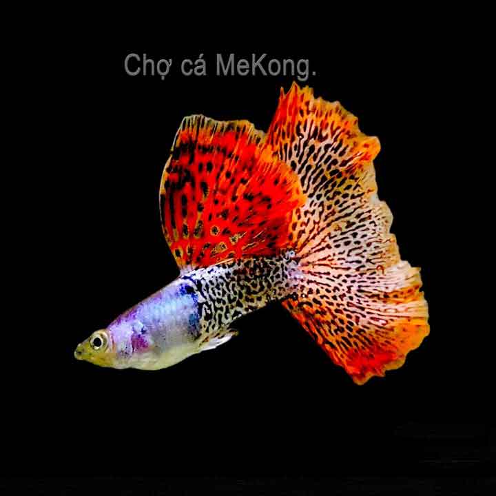 Metal Red Lace Guppy